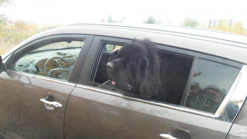 Фото: ньюфаундленд Черная Мафия Мове Уп Ин Тхе Ворлд (Chernaya Mafia Move Up In The World)