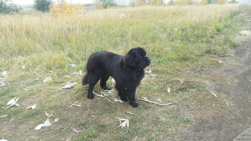 Фото: ньюфаундленд Черная Мафия Мове Уп Ин Тхе Ворлд (Chernaya Mafia Move Up In The World)