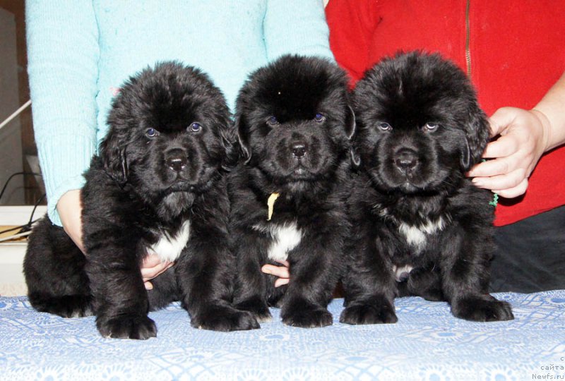 Фотография № 168765