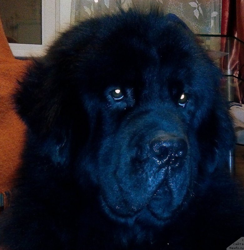 Фото: ньюфаундленд Черный Чанк с Берега Дона (Chernyj Chank s Berega Dona)