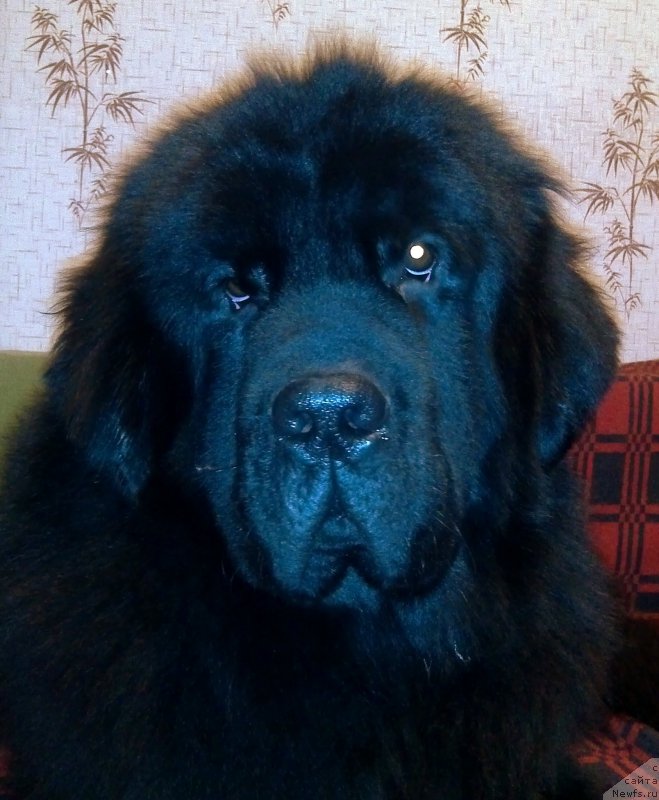 Фото: ньюфаундленд Черный Чанк с Берега Дона (Chernyj Chank s Berega Dona)