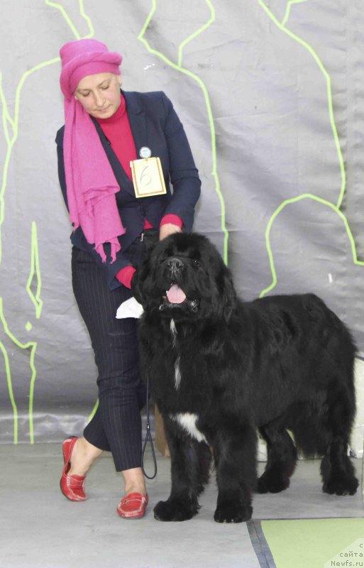 Фото: ньюфаундленд Акватория Келвин Щедривчик (Aquatoriya Kelvin Schedrivchik)