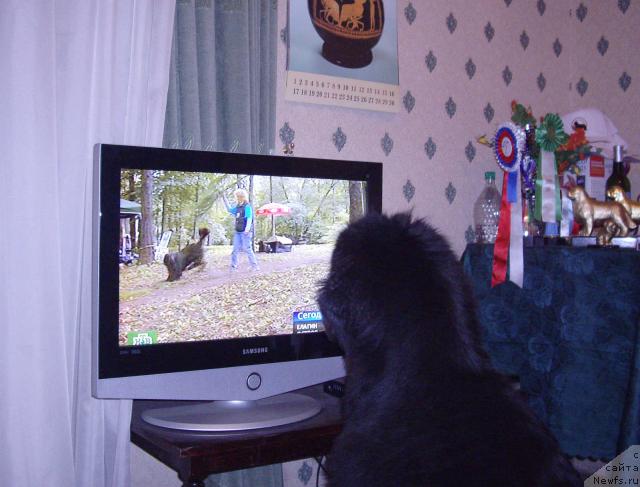 Фото: ньюфаундленд Skippers Only You for Smigar