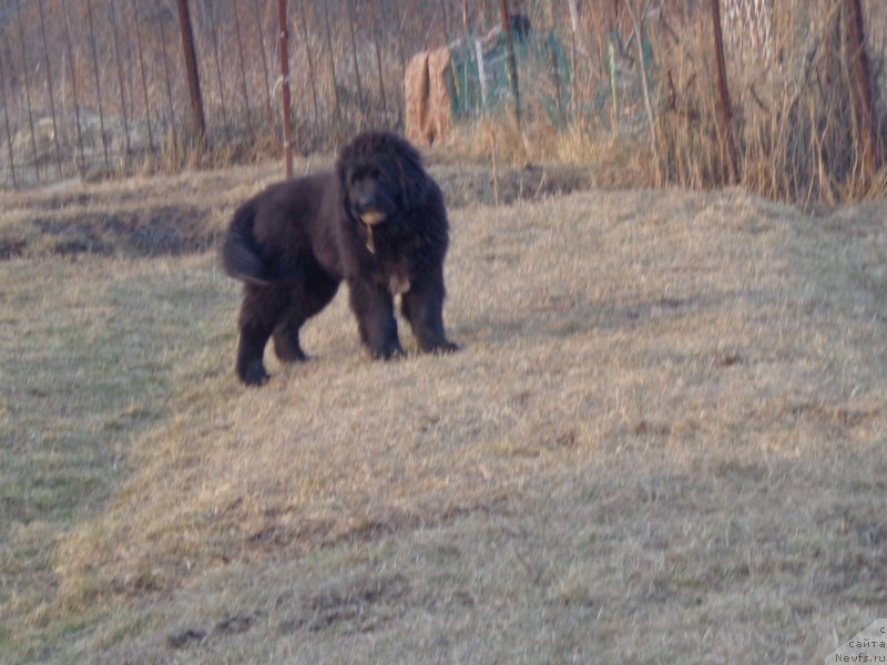 Фото: ньюфаундленд Викториус Смайл