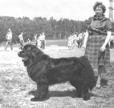 Фото: ньюфаундленд Карим Клия