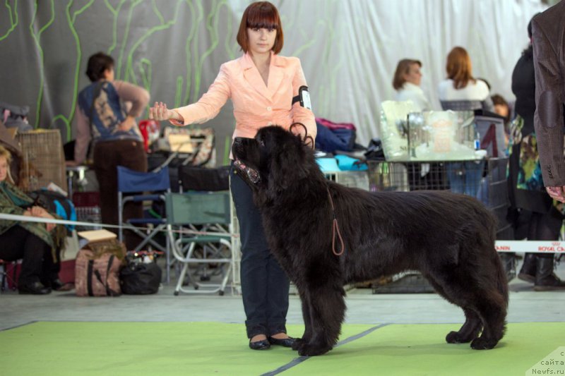 Фото: ньюфаундленд Матвей с Берега Дона (Matvey s Berega Dona)