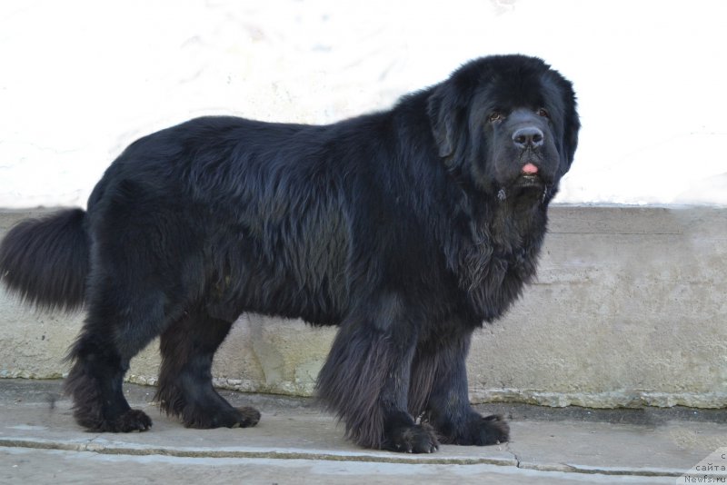 Фото: ньюфаундленд Сент Джонс Роллекс (Sent Djons Rollex)