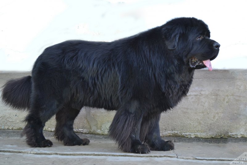 Фото: ньюфаундленд Сент Джонс Роллекс (Sent Djons Rollex)