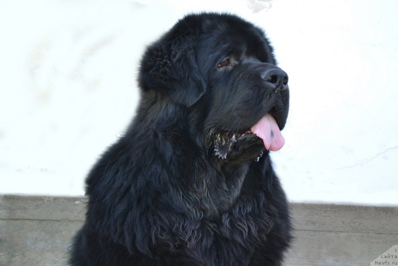 Фото: ньюфаундленд Сент Джонс Роллекс (Sent Djons Rollex)