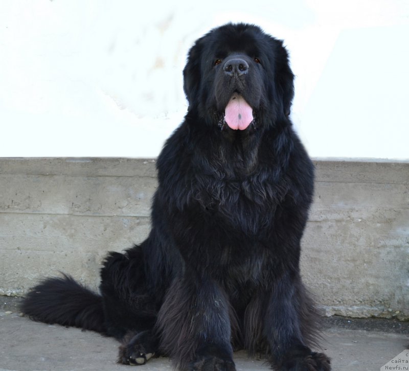 Фото: ньюфаундленд Сент Джонс Роллекс (Sent Djons Rollex)