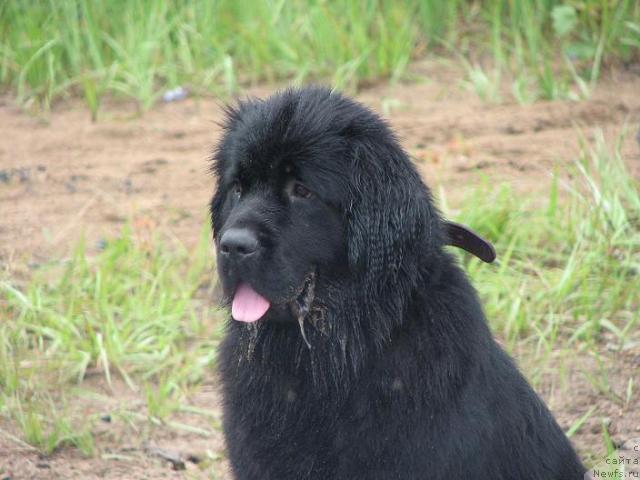 Фото: ньюфаундленд Утренняя Звезда Аврора