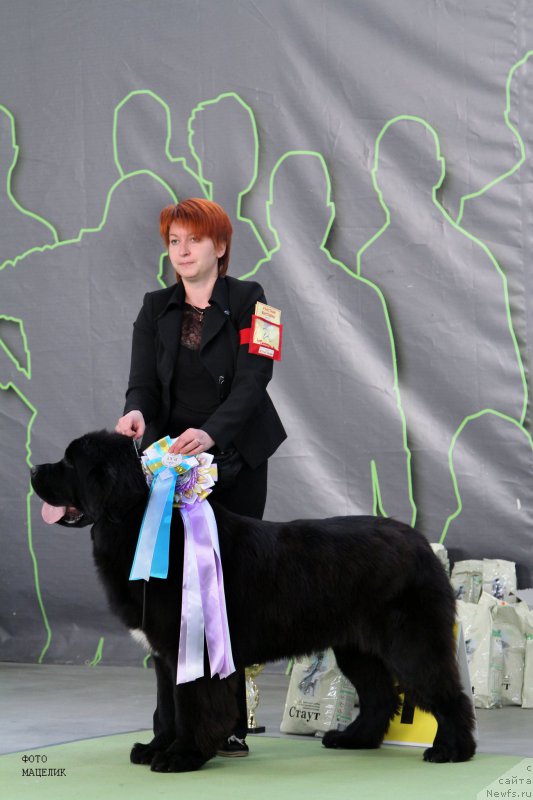 Фото: ньюфаундленд Супер Бизон Лилимэн (Super Bizon Liliman)