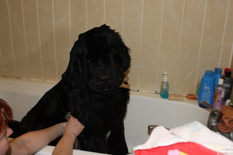 Фото: ньюфаундленд Супер Бизон Лилимэн (Super Bizon Liliman)