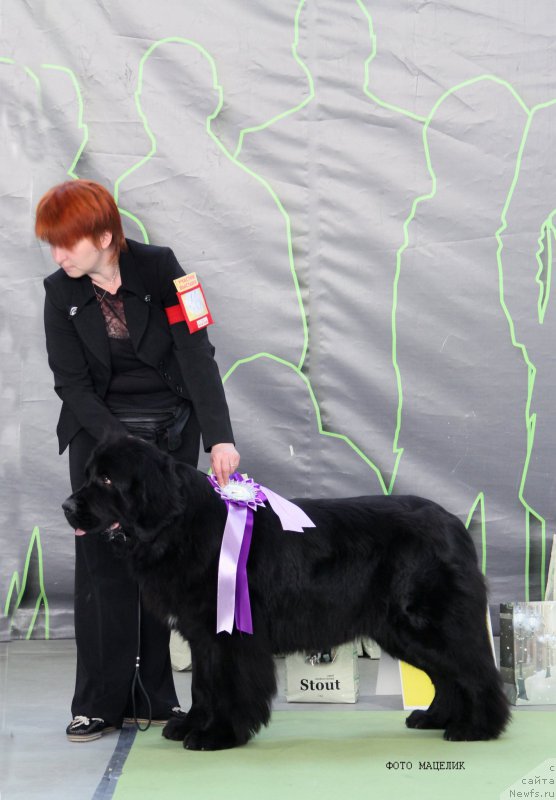 Фото: ньюфаундленд Желанная Моя