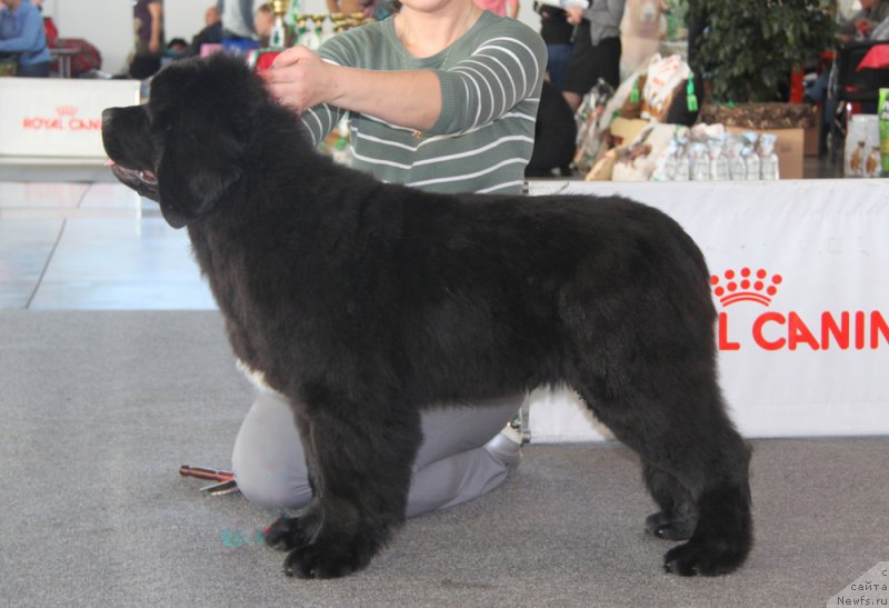 Фото: ньюфаундленд Аквиан Сонг Океаник Винд