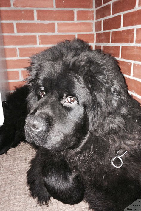 Фото: ньюфаундленд Атос с Берега Дона (Atos s Berega Dona)