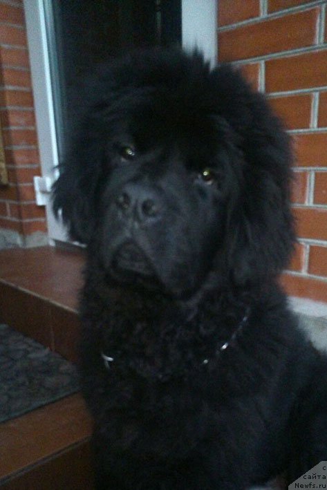 Фото: ньюфаундленд Атос с Берега Дона (Atos s Berega Dona)