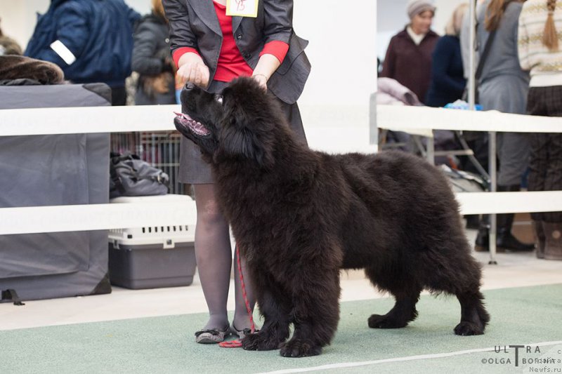 Фото: ньюфаундленд А'Портос с Берега Дона (A'Portos s Berega Dona)