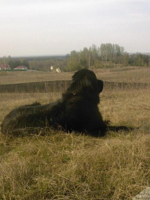 Фото: ньюфаундленд Утренняя Звезда Аврора