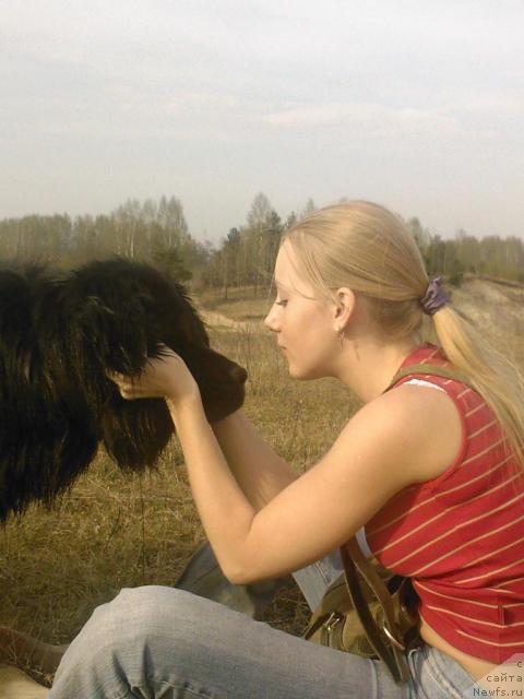 Фото: ньюфаундленд Утренняя Звезда Аврора