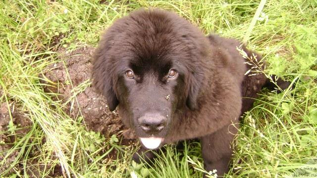 Фото: ньюфаундленд Амазонка Эми Чардишик