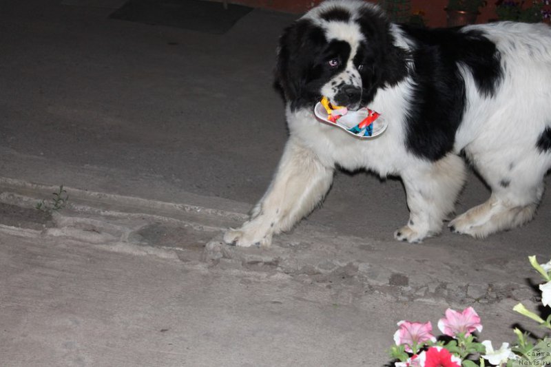 Фотография № 168881