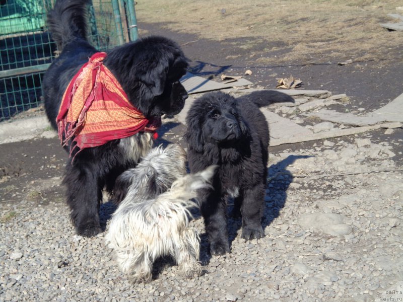 Фото: [d13906]Дарк Прайд ван Лак и Голд Монарх Торнадо
