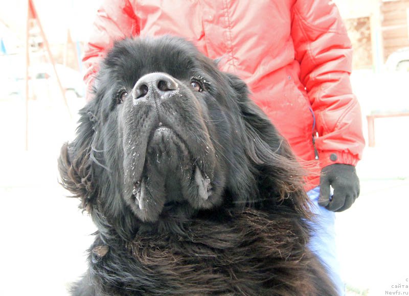 Фото: ньюфаундленд Супер Бизон Лаззаро