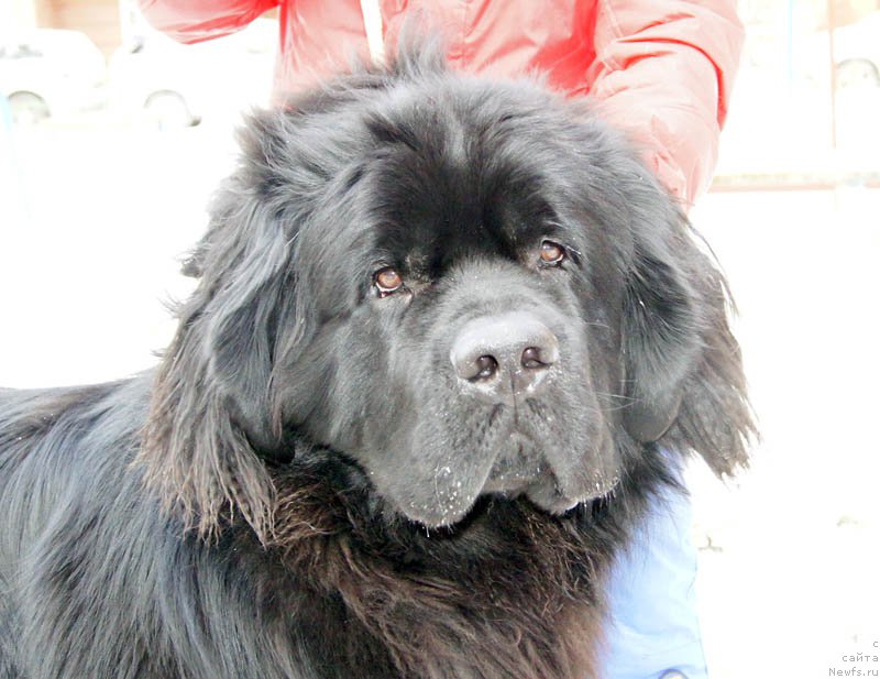 Фото: ньюфаундленд Супер Бизон Лаззаро