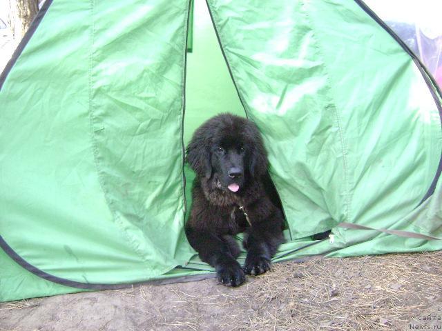 Фото: ньюфаундленд Амазонка Эми Чардишик