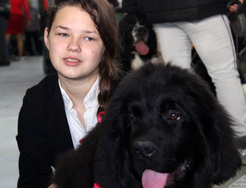 Фото: ньюфаундленд Браунблад МСК Харрикейн Хиггенс (Brownblood MSK Harricane Higgins), Мария Шмелева