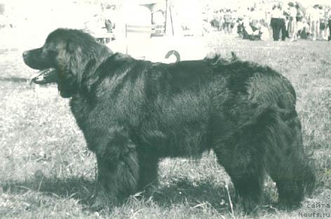 Фото: ньюфаундленд Мирта Лакдар