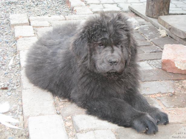 Фото: ньюфаундленд Захар из Медвежьего Яра