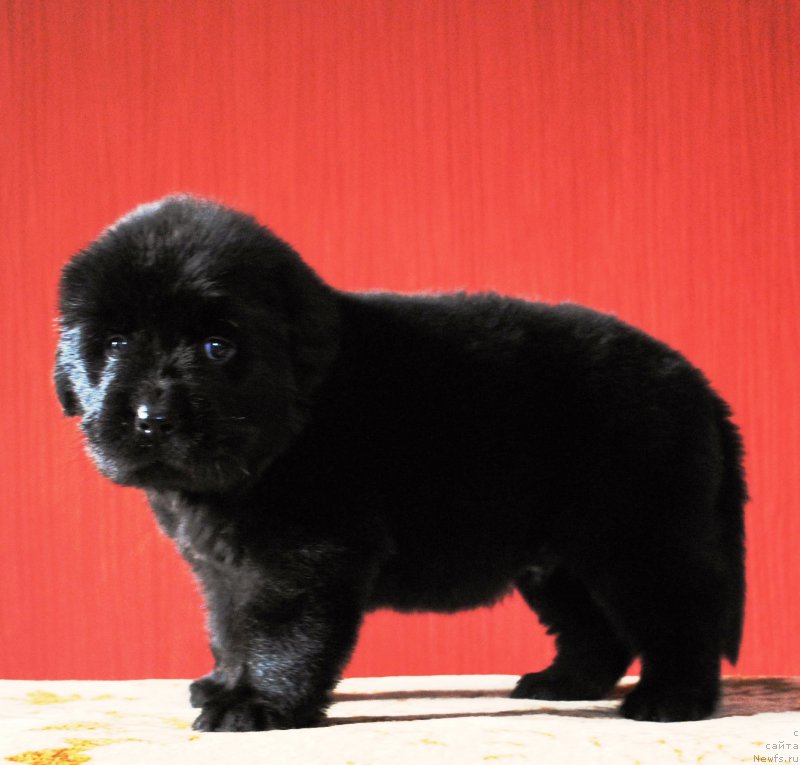 Фото: ньюфаундленд Моя Стихия Ирис Рой Девидсон