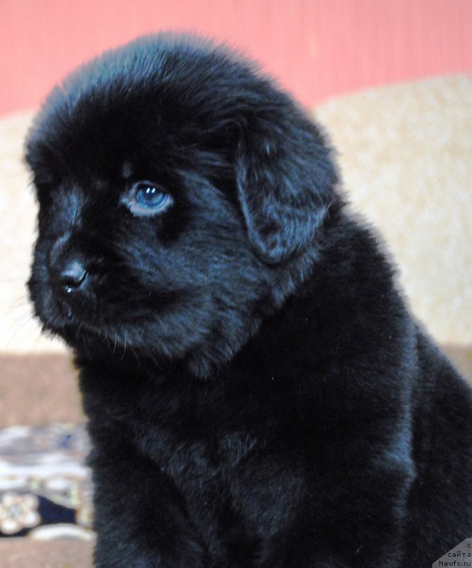 Фото: ньюфаундленд Моя Стихия Ирис Рой Девидсон