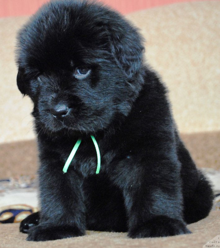 Фото: ньюфаундленд Моя Стихия Ирис Рой Девидсон