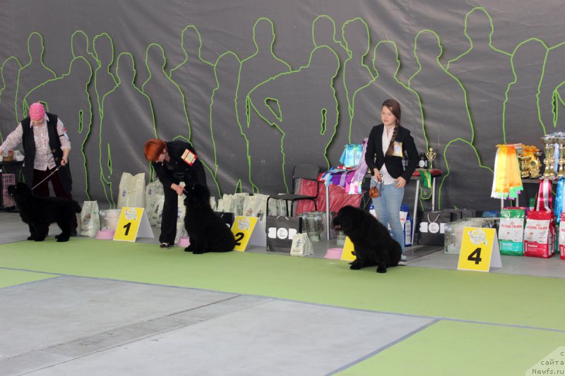 Фото: ньюфаундленд Медовая Милетти Внучка Леди (Medovaya Milleti Vnushka Lady), ньюфаундленд Малиновый Цветок Майолика (Malinoviy Tsvetok Mayolika), ньюфаундленд Браунблад МСК Харрикейн Хиггенс (Brownblood MSK Harricane Higgins)