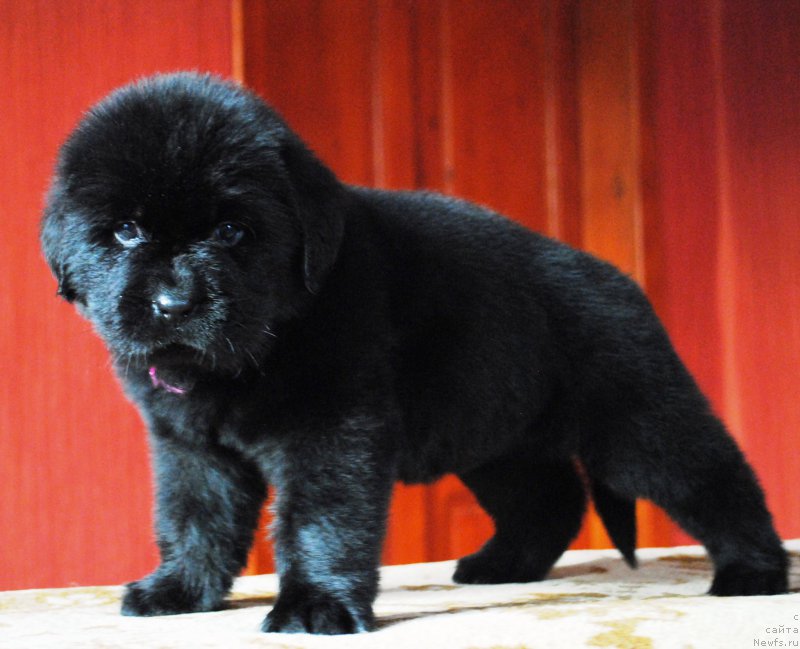 Фото: ньюфаундленд Моя Стихия Императрица Мария