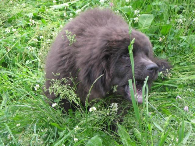 Фото: ньюфаундленд Захар из Медвежьего Яра