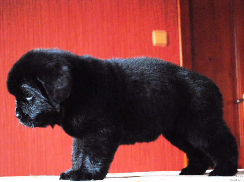 Фото: ньюфаундленд Моя Стихия Императрица Мария