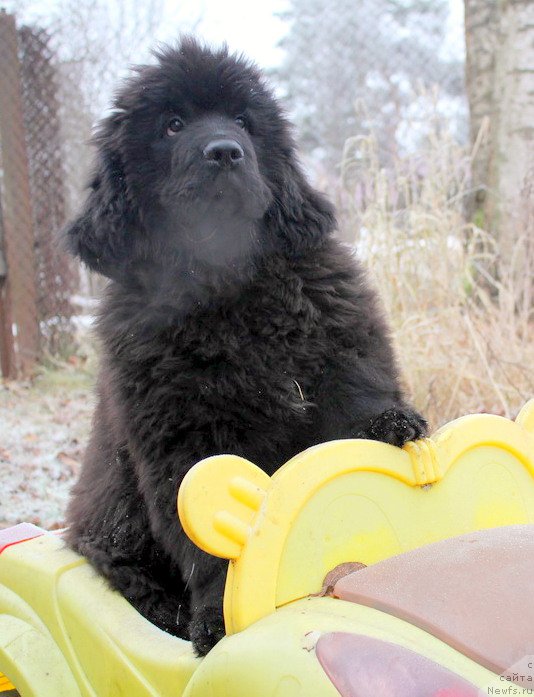Фото: ньюфаундленд Альфа Дар Окса Арсёмий (Alfa Dar Oksa Arsemiy)