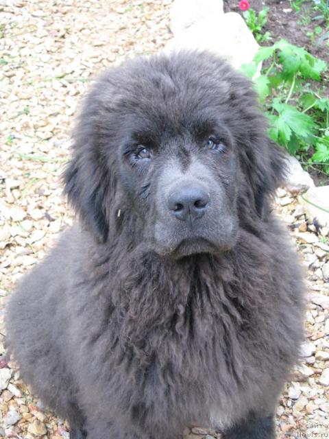 Фото: ньюфаундленд Захар из Медвежьего Яра