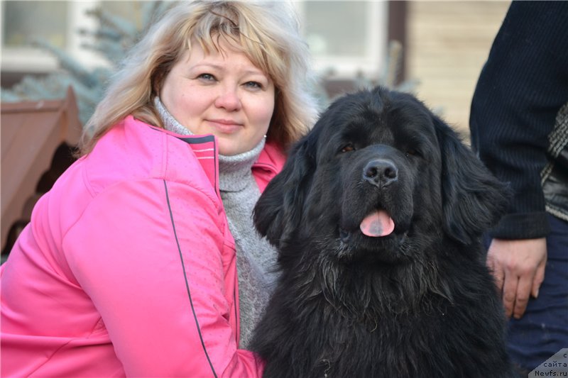 Фото: ньюфаундленд Нефертити Красавица Грядет, Елена Вотчал