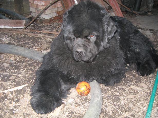 Фотография № 16893