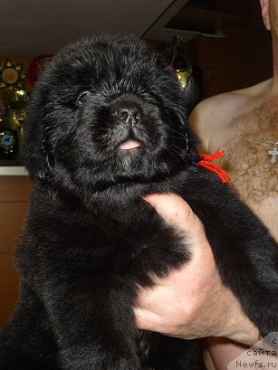 Фото: ньюфаундленд Promise To Love Midnight Bear