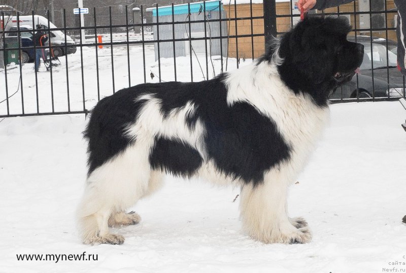 Фото: ньюфаундленд Супер Премиум Жодо Феролли (Super Premium Zhodo Ferolli)