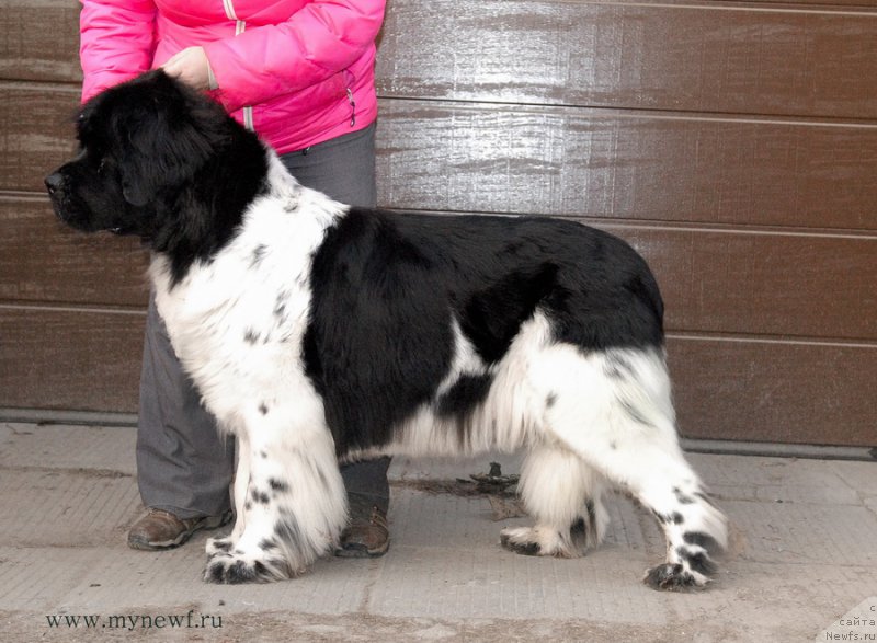 Фото: ньюфаундленд Threeponds Sunny Flower for Sent Djons