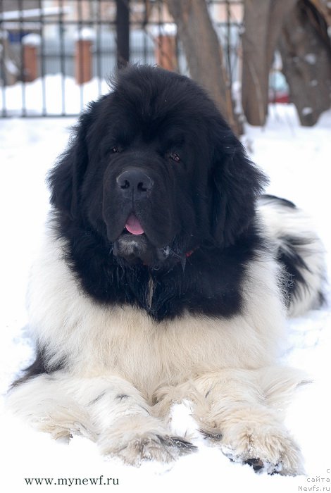 Фото: ньюфаундленд Супер Премиум Жодо Феролли (Super Premium Zhodo Ferolli)