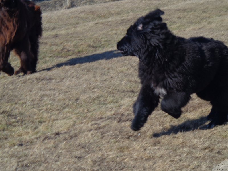 Фото: ньюфаундленд Викториус Смайл