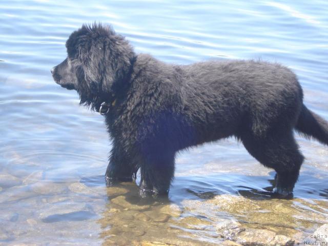 Фото: ньюфаундленд Супер Бизон Водолей